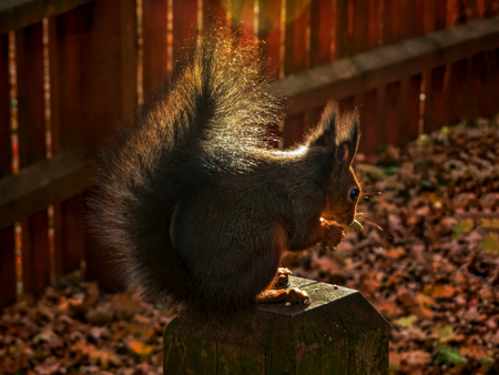 portrait of very cute squirrel silhouette in backlightの写真素材