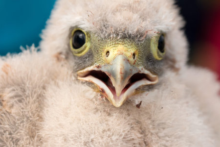 very cute young kestrel nestling captured for ringing