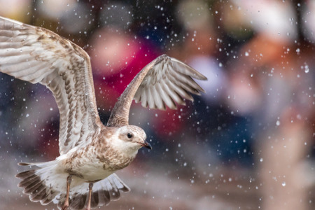 young seagull flying in summer parkの写真素材
