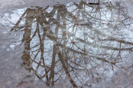 reflection of bare tree in water on iceの写真素材