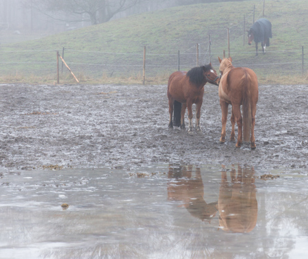 horses on a cold foggy winter dayの写真素材