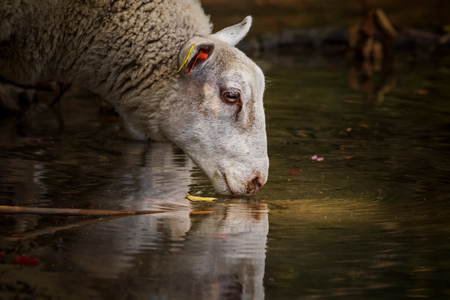 sheep drinking water in urban forest in stockholmの写真素材