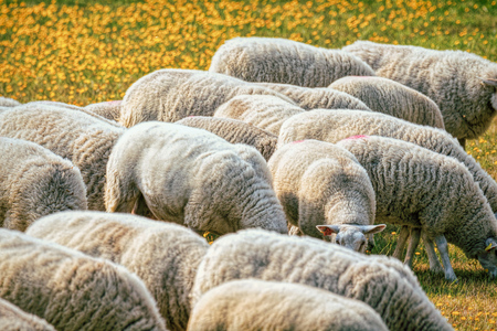 sheep grazing in a field with dandelions in urban forest in stockholmの写真素材