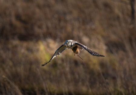 Flying hawk owl with water vole