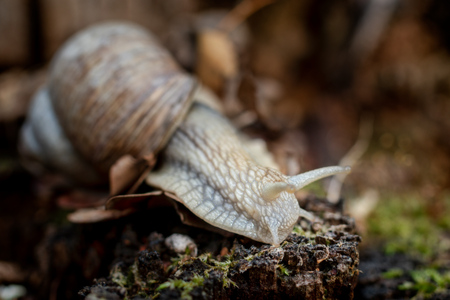 Edible snail on moss on the forest floorの写真素材