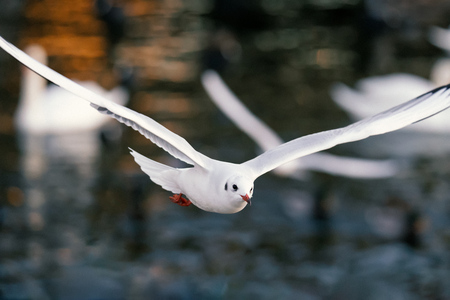 Black headed seagull over water at sunsetの写真素材
