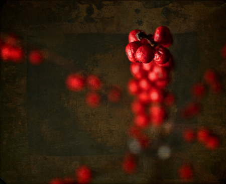 red berries on dark backgroundの写真素材