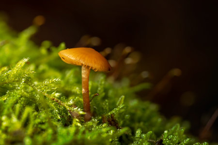 tiny mushroom on moss in autumn