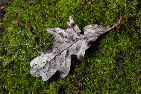 dried withered leaves in late fall