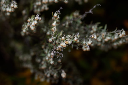wormwood plant in fall on dark background