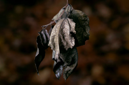 dried withered leaves in late fall