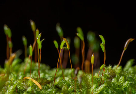 moss seeds in autumn on black background