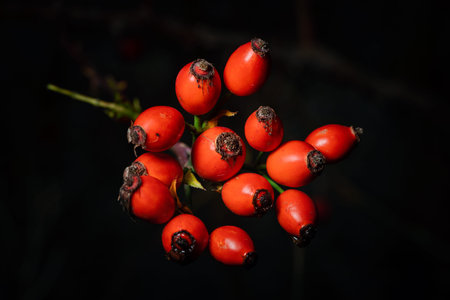 Ripe rose hip on black backgroundの写真素材