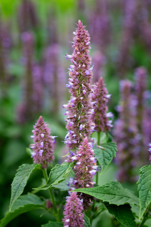 Plant with purple small flowers on green backgroundの写真素材