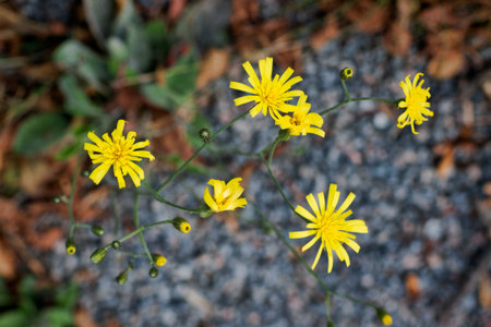 Small bright yellow flowers on autumn day