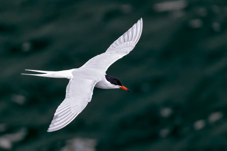 Common tern flying over waterの写真素材