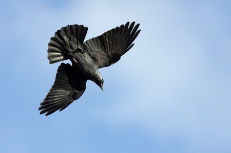 jackdaw crow in flight against blue skyの写真素材