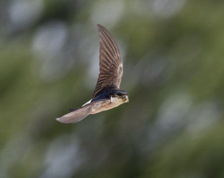 western house martin in flight with beak full of captured insectsの写真素材