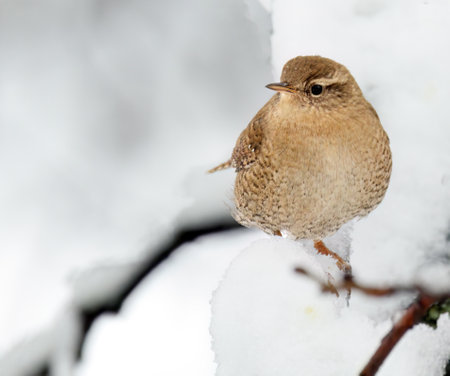 Eurasian wren perched in buch in winter with snowの写真素材