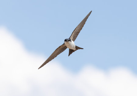 western house martin in flightの写真素材