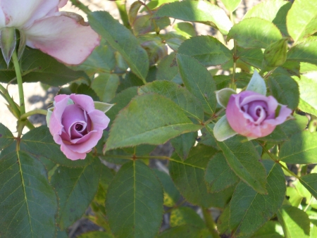 Purple Rose の写真素材