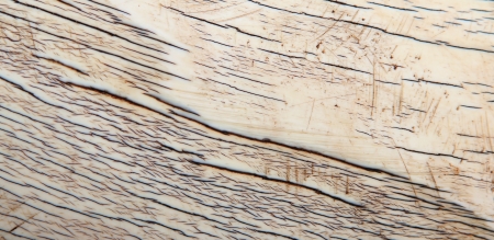 Elephant Ivory - A real close-up of a live Elephant s tuskの写真素材