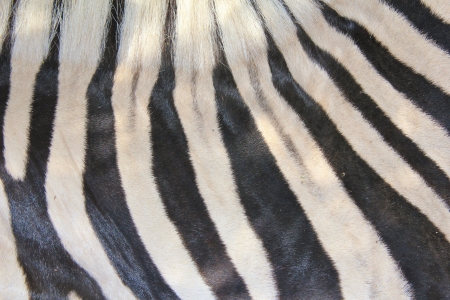 Zebra Skin - Abstract Art of Natural Patterns of Camouflageの写真素材