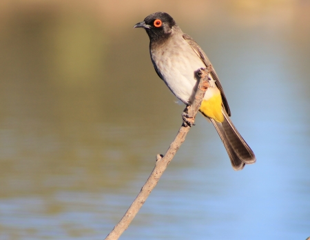 Red-eye Bulbul - Wild Birds from Africa - Portrait of Art and Color and Peaceの写真素材