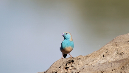 Blue Waxbill - Wild game birds from Africa - Pride from atop a Logの写真素材