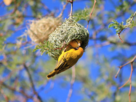 Yellow-Masked Weaver Nest awaiting approval from the female inside - Wild Birds from Africa