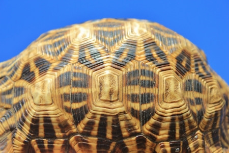 Natural Art and Patterns - Leopard-Skinned Tortoise shell  alive  from Africaの写真素材