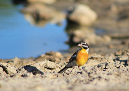 Golden Bunting - Wild Birds from Africa - Blue and Gold portrait of Natural Art and Beauty