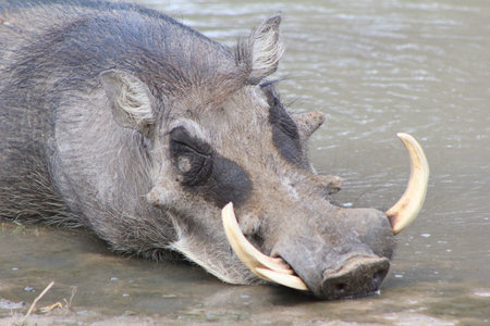 Warthog - Wildlife from Africa - Sometimes life is tough, but you have to take its as it comes -...