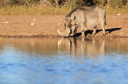 Warthog - Wildlife from Africa - Striking sunset colors, making a portrait of crisp blue and fine pigの写真素材