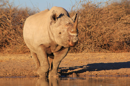 Rhino, Black - Endangered African Mammal posing for a portraitの写真素材