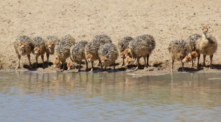 Ostrich chicks drinking water on a game ranch in Namibiaの写真素材