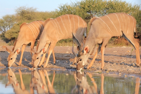 Kudu Antelope - Wildlife from Africa - Quiet reflection of a family at peaceの写真素材