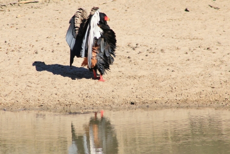 Bateleur Eagle curls wings up in threat display to other eagles wanting to visit this watering hole   Photographed in Namibia  の写真素材
