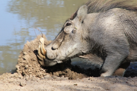 Mud Shovel - Warthog boar digging a hole to sleep in   Photographed in Namibia  の写真素材