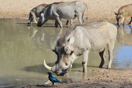 Warthog family with a Boar closest   Photographed in Namibia  の写真素材
