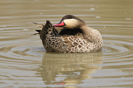 Duck, Red-billed Teal - Wild Game Bird Background from Africaの写真素材