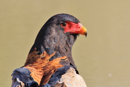 Bateleur Eagle Background - Wild Birds from Africa - Golden Pose of Power and Prideの写真素材