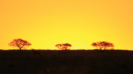 Sunset Background of vast open plains - Infinite Horizons from Africaの写真素材