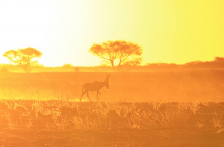 Sunset and Wildlife Background  of Africa の写真素材