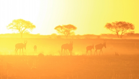 Wildlife and Sunset Background of Golden Yellow - Red Hartebeest from the wilds of Africaの写真素材