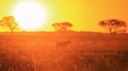 Sunset and Wildlife Background in Africaの写真素材