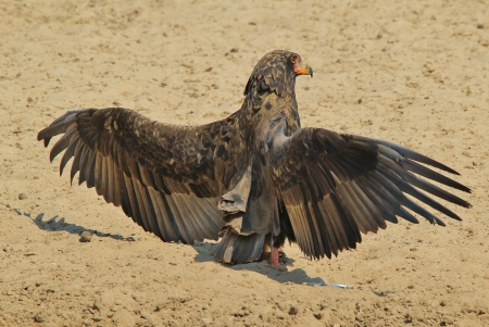 Bateleur Eagle - Wild Bird Background from Africa - Young adult with spread wingsの写真素材