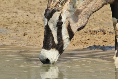 Oryx - Wildlife Background from Africa - Gemsbok drinking waterの写真素材