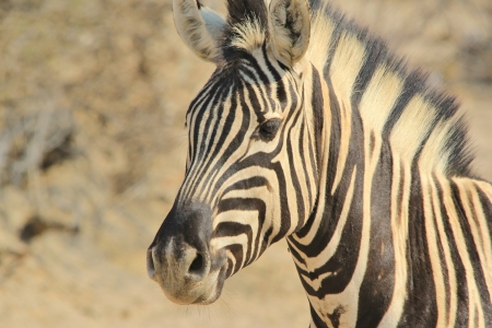 Zebra - Wildlife Background from Africa - Stare of the Striped beautyの写真素材