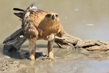 Tawny Eagle - Wild Bird background from Africa - Blur of Quenching thirstの写真素材